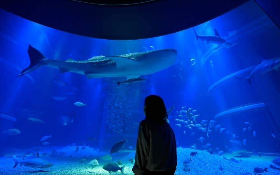 大阪親子遊 大阪親子景點 大阪親子必去 大阪海遊館 (Osaka Aquarium KAIYUKAN)