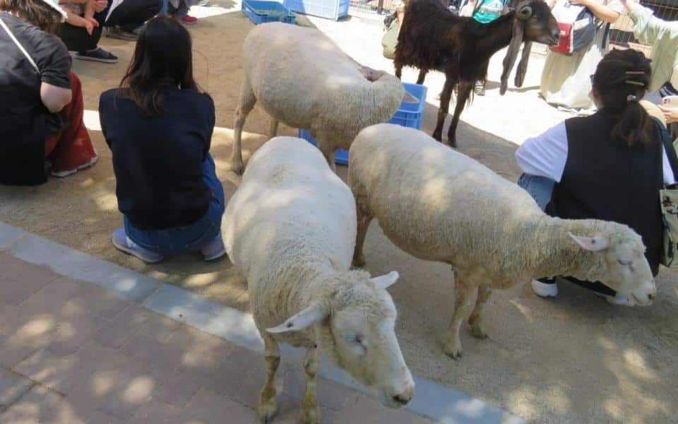大阪親子遊 大阪親子景點 大阪親子必去 天王寺動物園