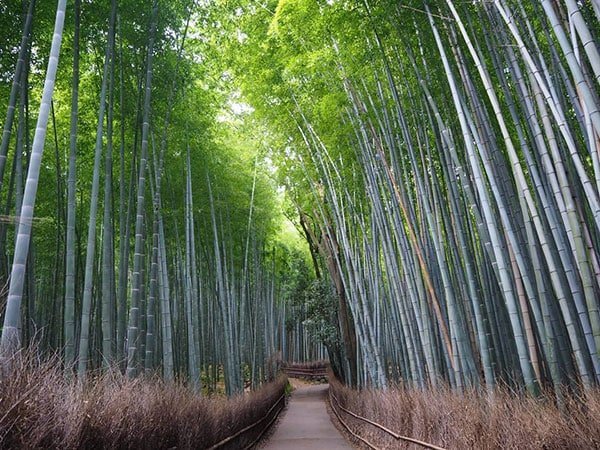 京都嵐山一日遊 嵐山小火車 嵐山竹林之道