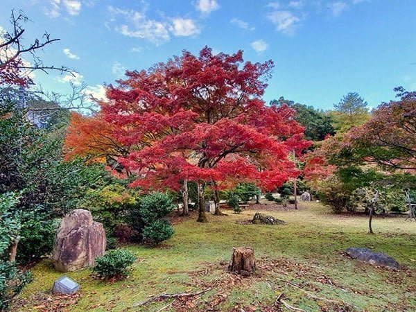 京都嵐山一日遊 嵐山小火車 嵐山竹林 嵐山公園 龜山公園